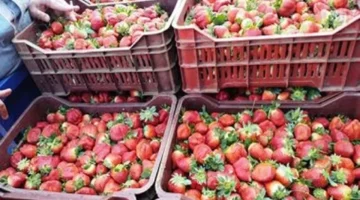 الفراولة بـ 15 جنيها.. تباين أسعار الخضراوات والفاكهة في أسواق كفر الشيخ